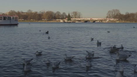 Ducks-and-sea-gulls-gathering-at-the-edge-of-Binnenalster-in-Hamburg-Germany