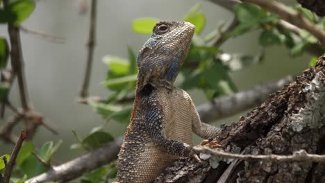 Blue-throated-Agama-tree-lizard-perched-full-frame-on-diagonal-branch