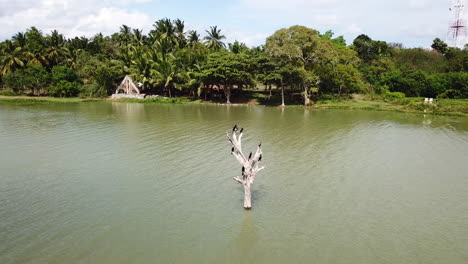 Imágenes-De-Drones-4k-Pájaros-Del-Lago-Wirawila-En-El-árbol