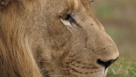Extreme-Nahaufnahme-Des-Kopfes-Eines-Erwachsenen-Löwen-Mit-Einer-Großen-Mähne