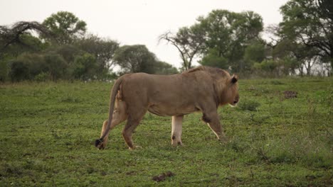 Einsamer-Männlicher-Afrikanischer-Löwe-Geht-Von-Links-Nach-Rechts-In-Der-Windigen-Afrikanischen-Savanne