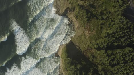Static-aerial-of-forest-and-ocean-meeting-with-ocean-waves,-looking-down