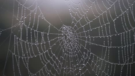 Spiders-web-with-dew-drops-close-up-panning-shot