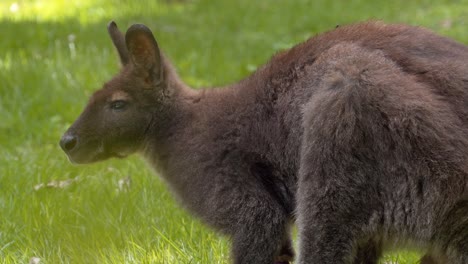 Beautiful-Bennet's-Wallaby,-on-green-grass,-calm-animal,-close-shot