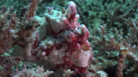 red-and-white-warty-frogfish
