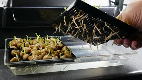 Microgreens-pea-seeds-7-day-old,-bottom-watered,-showing-browning-of-roots
