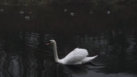 Graceful-single-swan-floats-on-water-with-ducks-medium-tracking-shot