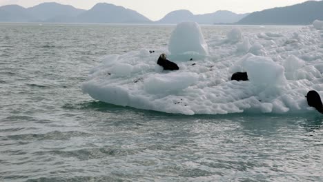 Seelöwen-Springen-Vom-Eisberg-Ins-Kalte-Meerwasser
