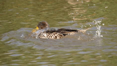 Yellow-billed-duck-dunking-head-in-rippling-water-and-ruffling-feathers
