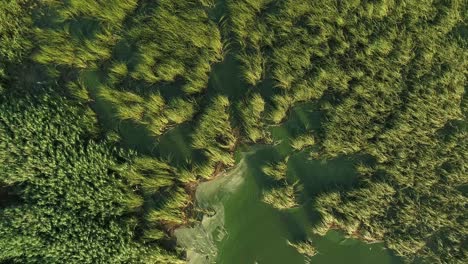 Flying-over-a-beautiful-green-lake-and-marshland---Aerial