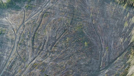 Deforestation-of-ancient-woodland-in-Poland-seen-from-above,-aerial