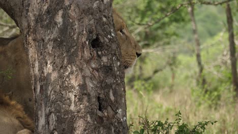 Pan:-Large-male-African-Black-Mane-Lion-walks-among-trees-in-bushland