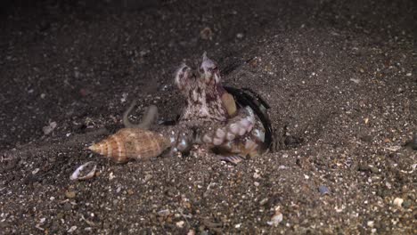 Coconut-octopus-catching-shell-at-night-on-sandy-reef-bed