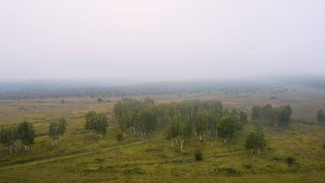 Lush-birch-tree-grove,an-autumn-foggy-countryside,aerial-view,Czechia
