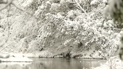 Langsame-Strömung-Eines-Kleinen-Flusses,-Umgeben-Von-Sich-Langsam-Bewegenden-Zweigen-Grüner-Bäume,-Die-Mit-Weißem-Schnee-Im-Algonquin-Park-Bedeckt-Sind