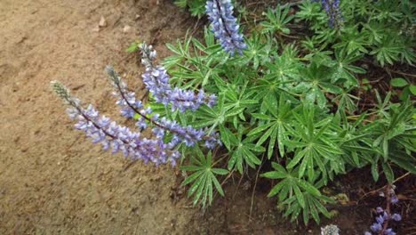 Moving-out-shot-of-a-lupine-bush-with-dew-resting-on-its-leaves-growing-on-the-side-of-a-popular-hiking-trail-in-Wyoming