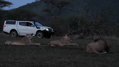 White-pickup-truck-drives-past-three-resting-African-Lions-at-dusk