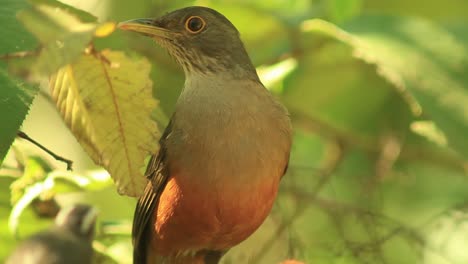 A-rufous-bellied-thrush,-the-National-bird-of-Brazil,-perched-on-a-branch-in-the-Brazilian-Savanna