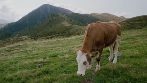Close-up-shot-of-grazing-and-eating-italian-brown-cow-with-white-skin-on-pasture-and-green-mountain-range-in-background