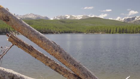 Some-old-downed-trees-on-the-shore-of-Park-Reservoir-with-Clouds-Peak-Wilderness-in-the-background-in-Bighorn-National-Forest-in-Wyoming-in-summer
