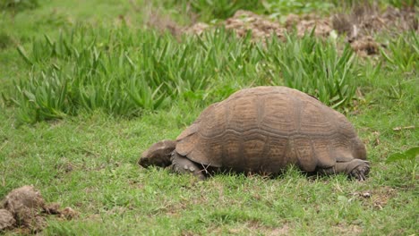 Brown-tortoise-eats-green-grass-inching-along-in-South-Africa,-Profile-Wide-Shot