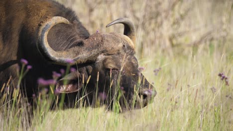 Horned-African-Cape-Buffalo-Grazing-in-Grassland-Savannas,-Closeup-Portrait