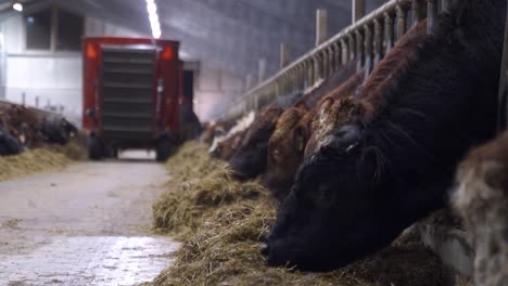 Muchas-Vacas-Viven-En-Un-Gran-Establo-Interior-En-Noruega