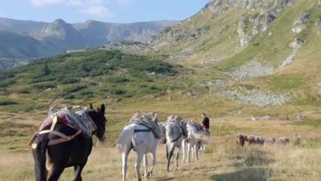 A-String-Of-Pack-Horses-Walking-On-The-Trail-With-A-Man-Riding-At-Rila-Mountain,-Bulgaria---wide-shot
