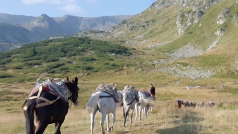 Una-Cadena-De-Caballos-De-Carga-Caminando-Por-El-Sendero-Con-Un-Hombre-Cabalgando-En-La-Montaña-Rila,-Bulgaria---Plano-General