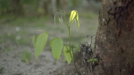 Babybaumpflanze,-Die-An-Der-Basis-Eines-Ausgewachsenen-Baums-Wächst,-Blätter,-Die-Das-Licht-Des-Sonnenuntergangs-Einfangen