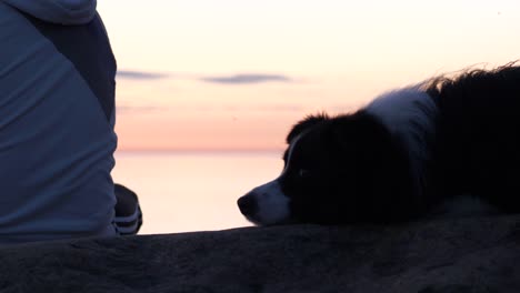 Retrato-Cercano-Del-Perro,-El-Mejor-Amigo-De-Un-Hombre,-Al-Atardecer-Escénico