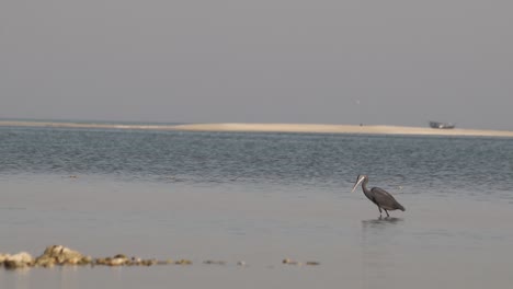 A-blue-Heron-bird-searching-for-fish-in-water