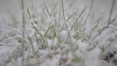 Close-view-in-slow-motion-of-green-grass-covered-by-snow-flakes