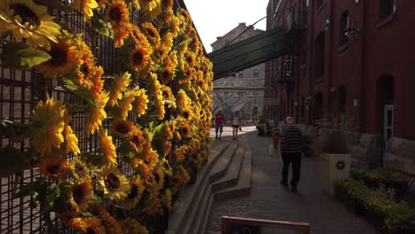 Wide-shot-of-a-sun-flower-display-and-back-alley-at-Gooderham-and-Worts-distillery-area