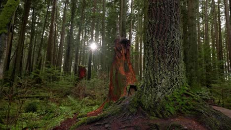 Noroeste-Pacífico,-Vancouver,-Columbia-Británica,-Bosque,-árboles,-Naturaleza,-Plantas,-Hojas,-Raíces