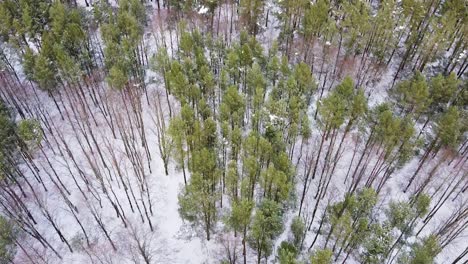 Beautiful-conifer-forest-in-aerial-drone-high-angle-shot-winter-season