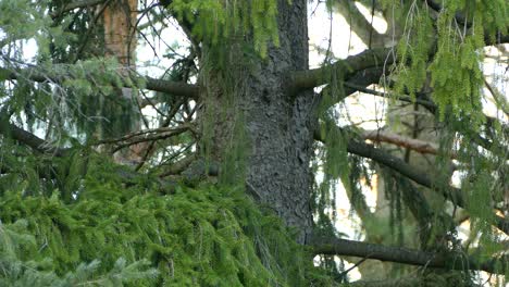 Steady-medium-Footage-of-several-Nature-wildlife-bird-species-perched-on-fir-tree-branch-in-wlderness