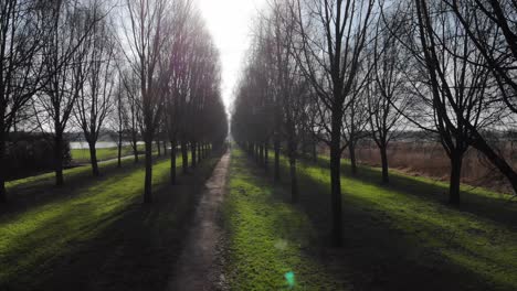 Camino-Entre-árboles-Desnudos-Con-Luz-Solar-Brillante-En-El-Parque-Sandelingen,-Hendrik-ido-ambacht,-Países-Bajos