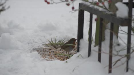 A-Robin--looking-for-food-in-the-snow