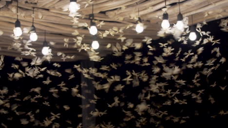 Close-up-shot-showing-swarm-of-asian-flies-flying-in-bulb-light-during-night