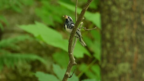 A-black-and-white-warbler-with-prey-in-beak-on-a-branch-in-Ontario,-Canada,-static-close-up