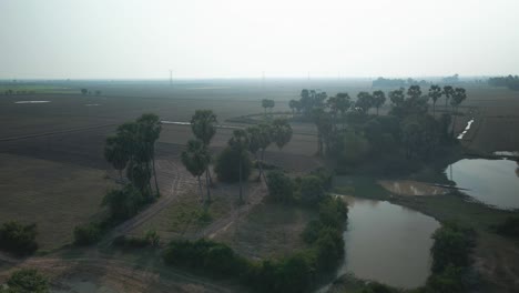 Drone-fly-up-from-jungle-and-palm-trees-to-rice-paddy-with-pylons-in-distance-over-dry-Cambodia-rice-paddy