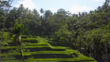Vibrant-pristine-green-Rice-field-terraces-in-Bali,-Indonesia---Aerial-Ground-level-fly-over-Wide-shot