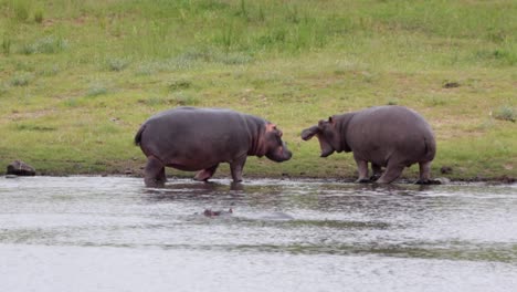 Los-Hipopótamos-Aprenden-La-Exhibición-De-Dominio-En-El-Estanque-En-La-Sabana-Del-Parque-Nacional-Kruger