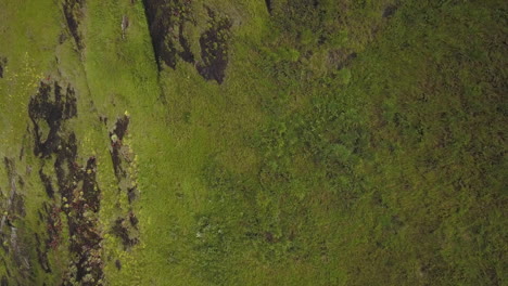 Aerial---Atlantic-Forest-mountain
