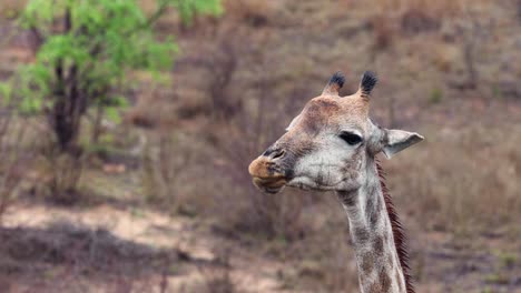 close-up:-wet-from-recent-rain,-African-Giraffe-chews-bone-amusingly