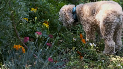 Puppy-Dog-Licks-a-Plant-Stem-and-Sniffs-a-Green-Flower-Garden,-FIxed-Soft-Focus-Film-Look