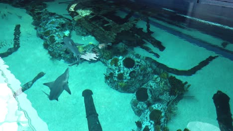 Tiburones-Toro-Nadando-En-La-Sobrecarga-Del-Acuario-Del-Estado-De-Texas