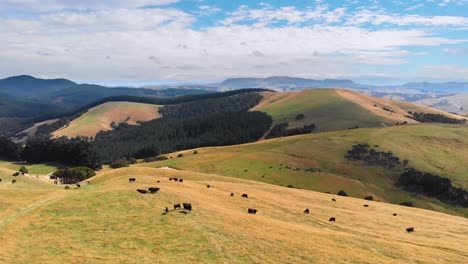 Aerial-view-of-black-Angus-cows,-grazing-on-a-beautiful-hill-in-New-Zealand