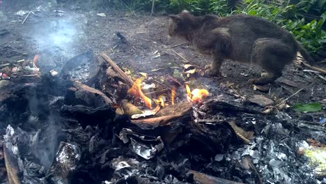 Die-Katze,-Die-Nachmittags-Im-Müll-Brennt